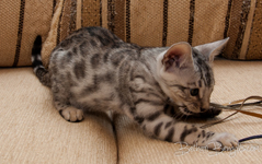 Bengal cat silber rosetted